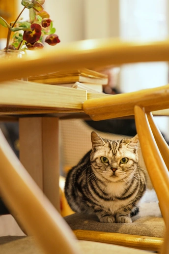 一只猫坐在桌子下的木椅上