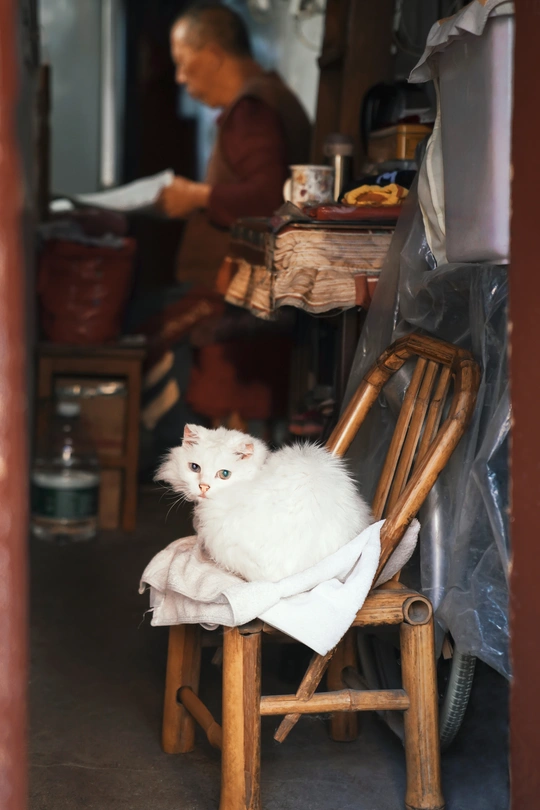 一只坐在木椅子上的白猫