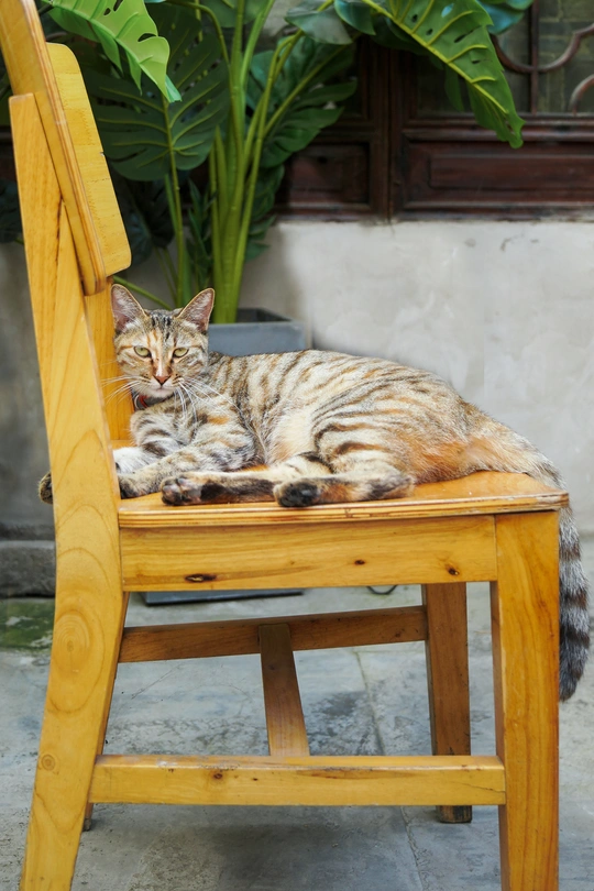 一只猫躺在木椅上