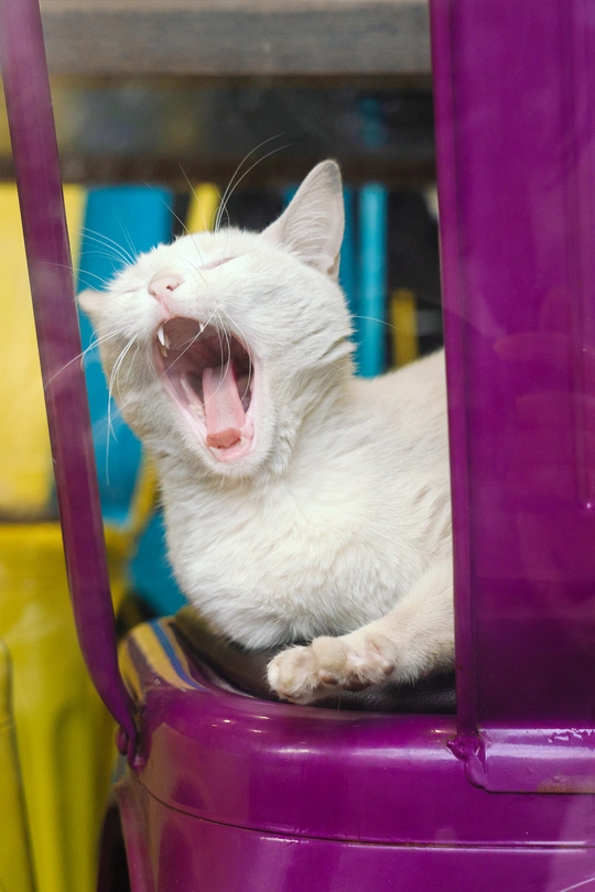 一只坐在紫色汽车里的白色猫 张着嘴