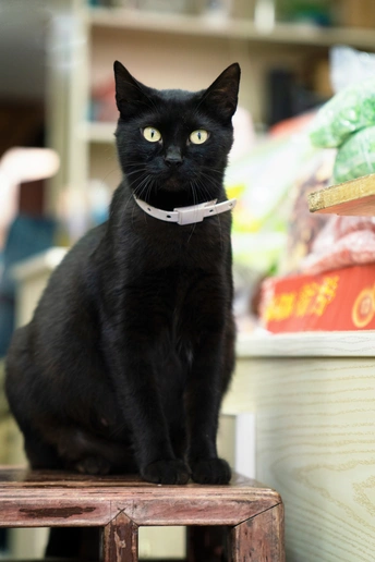 一只戴项圈的黑色猫坐在木凳上