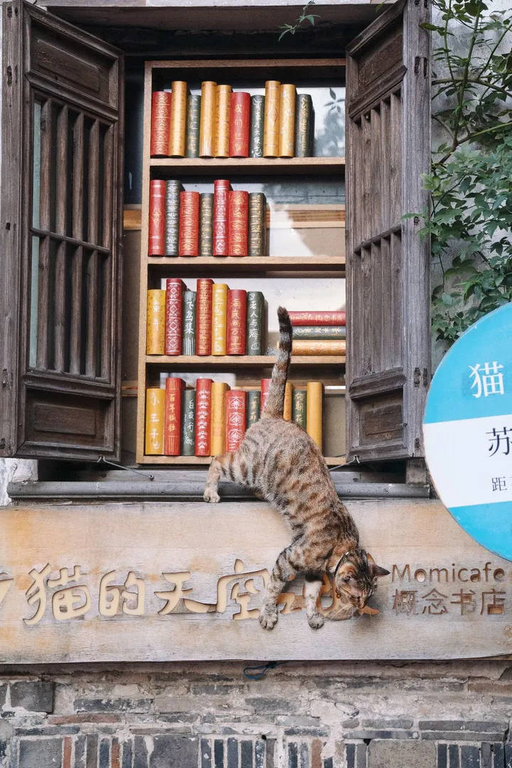 一只狸猫出墙来