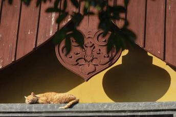 一只橙色猫咪在红色建筑的屋顶上睡觉 墙是黄色的。