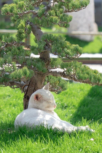 一只坐在小松树下的白色猫在草地上