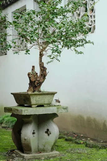 一个小盆栽在庭院里