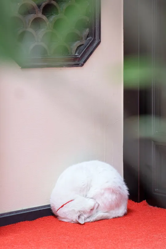 一只白色的猫正在一张红色的地毯上睡觉 旁边有一扇门。