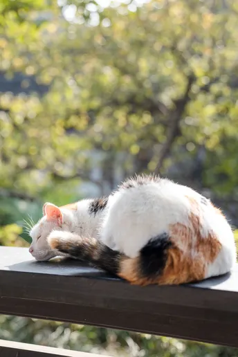 一只黑白相间的猫在阳光下躺在木凳上