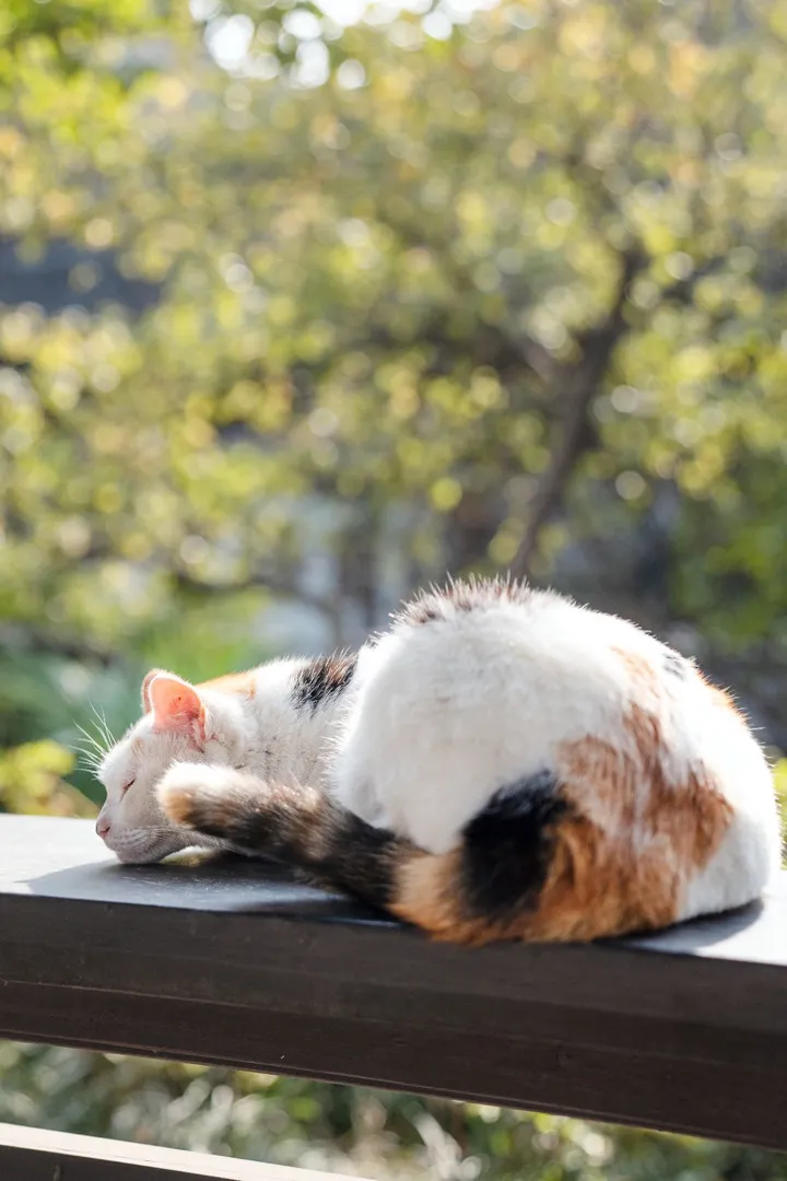 睡着的小猫咪们