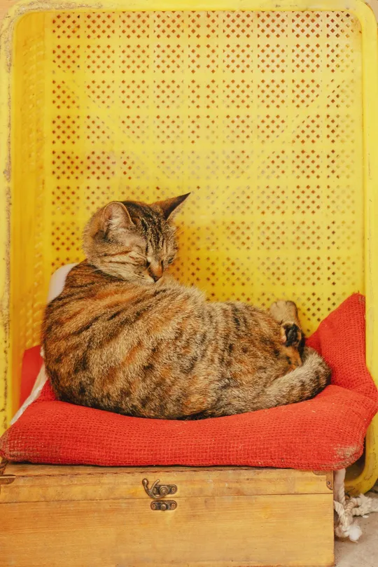 一只猫坐在黄色的椅子上 另一只猫躺在它上面。