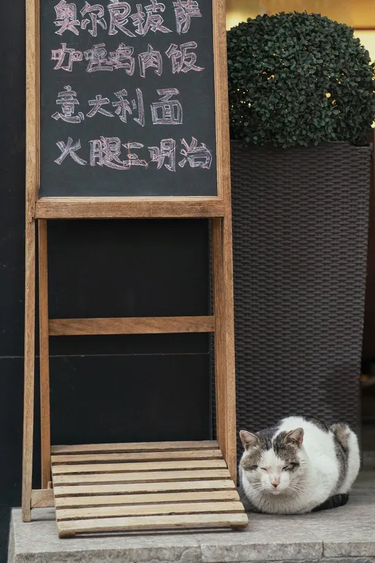 一只猫坐在木椅上 旁边有一个标志。