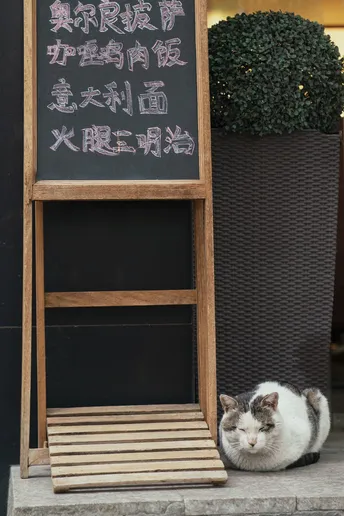 一只猫坐在木椅上 旁边有一个标志。