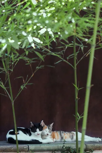 一只黑白相间的猫躺在树旁和竹子旁边