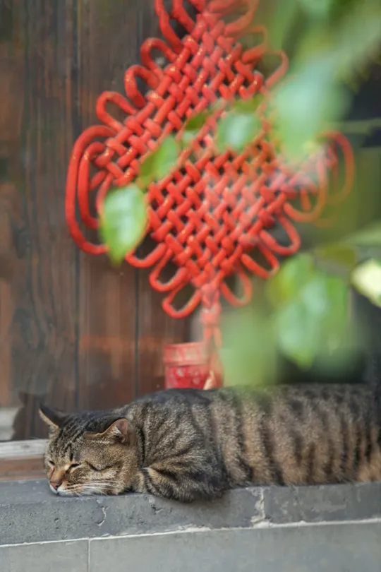 一条条纹的猫在黑墙外窗户外睡觉