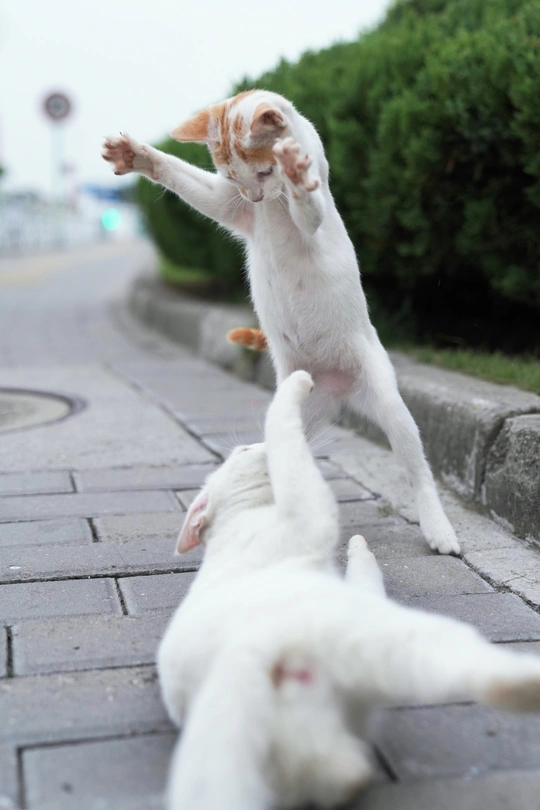 一只白猫和小猫在街道人行道上玩耍