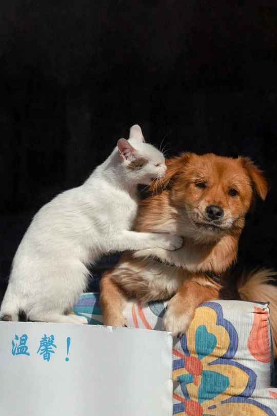 一只白色猫站在一只棕色狗旁边