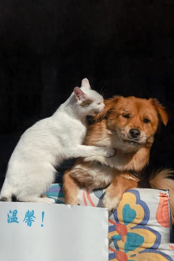 一只白色猫站在一只棕色狗旁边