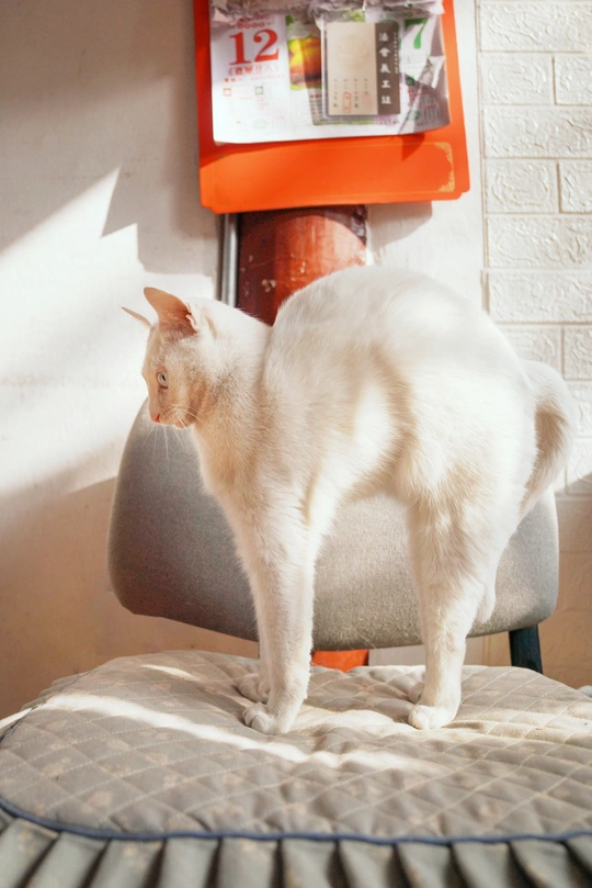 一只白猫站在椅子上