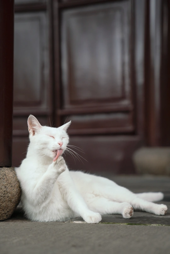 一只白猫躺在门前