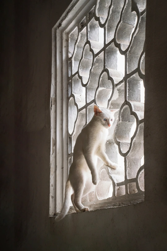 一只猫在窗户边