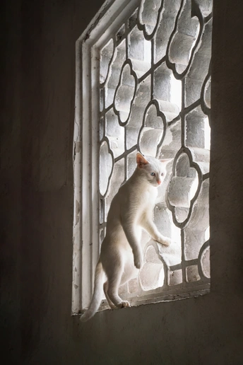 一只猫在窗户边