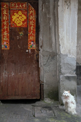 一只小白色狗坐在老建筑前门