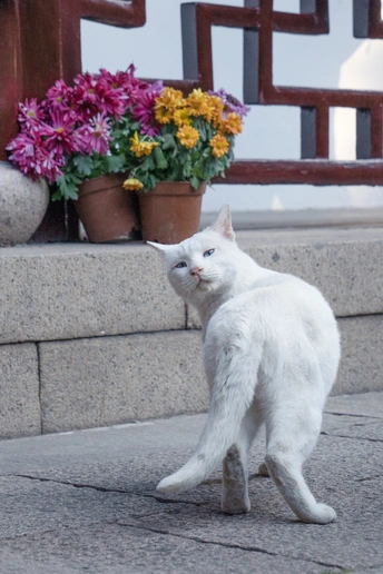 一只白猫走在靠近花的花坛旁边的小道上