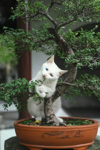 一只白色猫咪站在一个花盆旁边的小树上