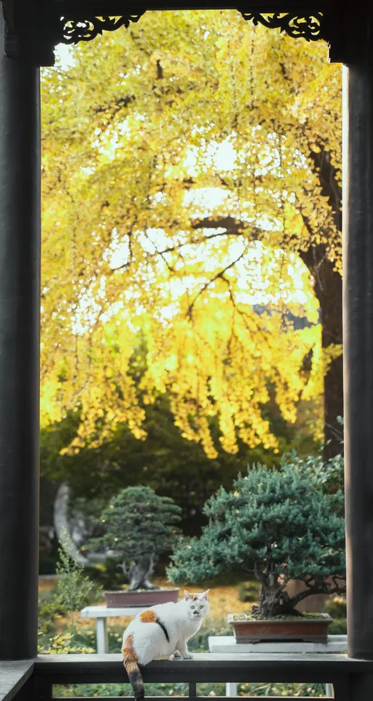 一只橙色和白色的猫坐在长凳上 正在透过窗户看一棵树。