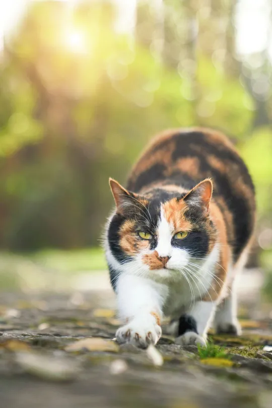 一只棕色、黑色和白色的猫正在沿着一条小径走