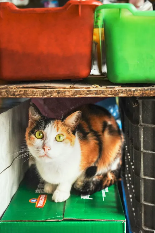 一只猫坐在桌子下的绿色书架上