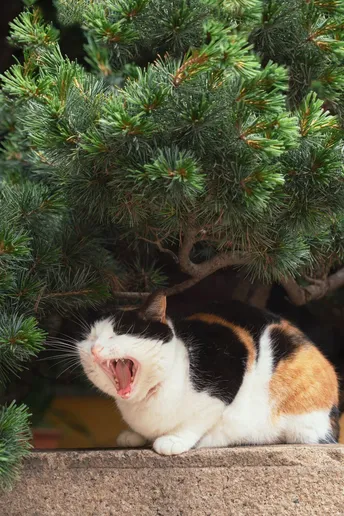 一只黑色、白色和橙色的猫坐在树下