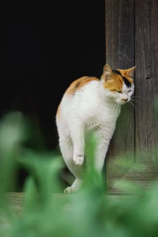 一只橙色和白色的猫站在木质围墙上