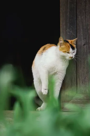 一只橙色和白色的猫站在木质围墙上