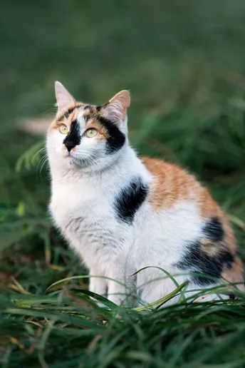 一只黑色、白色和橙色的猫坐在绿色的草地上