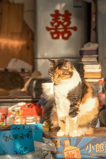 一只猫坐在桌子上 周围有盒子书。