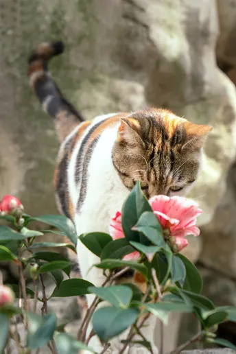 一只猫在靠近岩石的地方嗅着一朵粉红色的花。