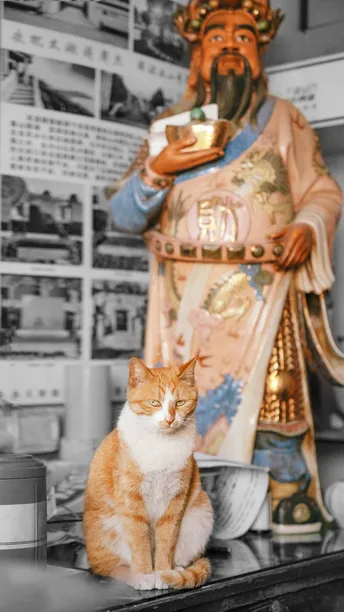 一张黑白照片 一只橙色猫坐在柜台上