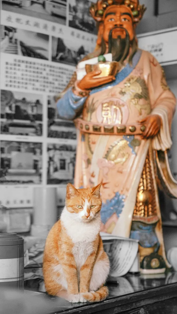 大年初五，迎财神猫吗