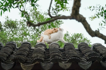 一只猫坐在建筑物的屋顶上