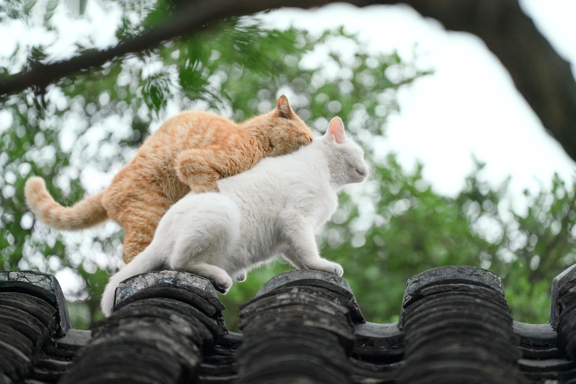 一只橙色和白色的猫坐在屋顶上