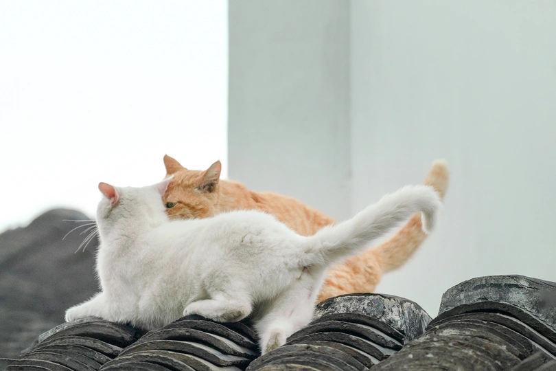 屋顶上轮胎堆上坐着一对橙色猫咪