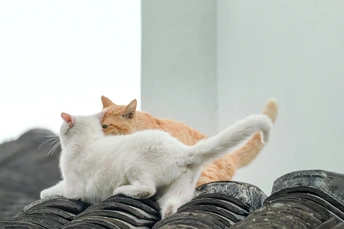 屋顶上轮胎堆上坐着一对橙色猫咪