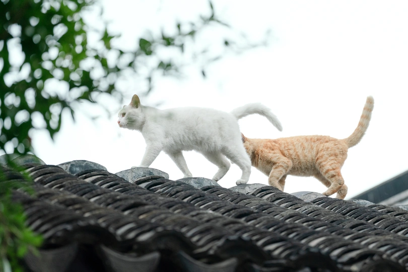 一只橙色斑纹的猫和一只白色的小猫在屋顶上走。