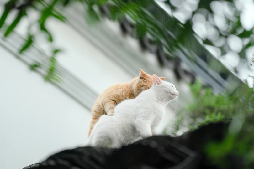 一只橙色和白色的猫坐在靠近建筑物的岩石上