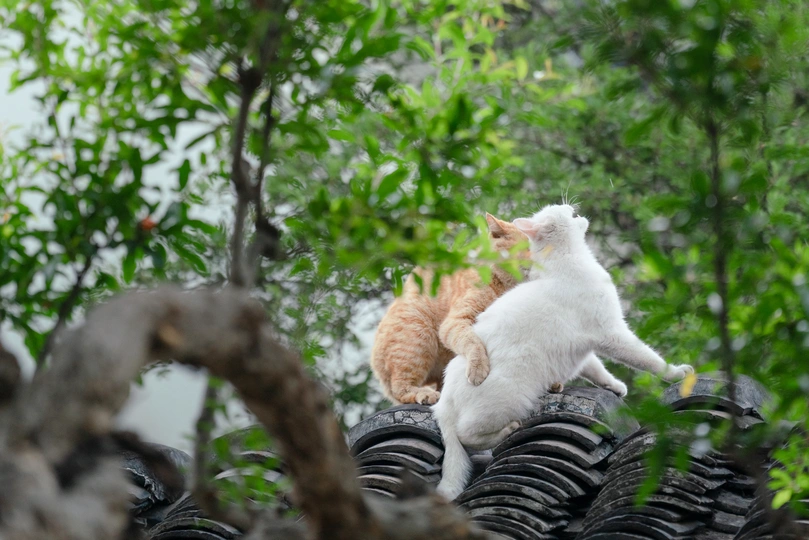 屋顶上坐着一对白猫