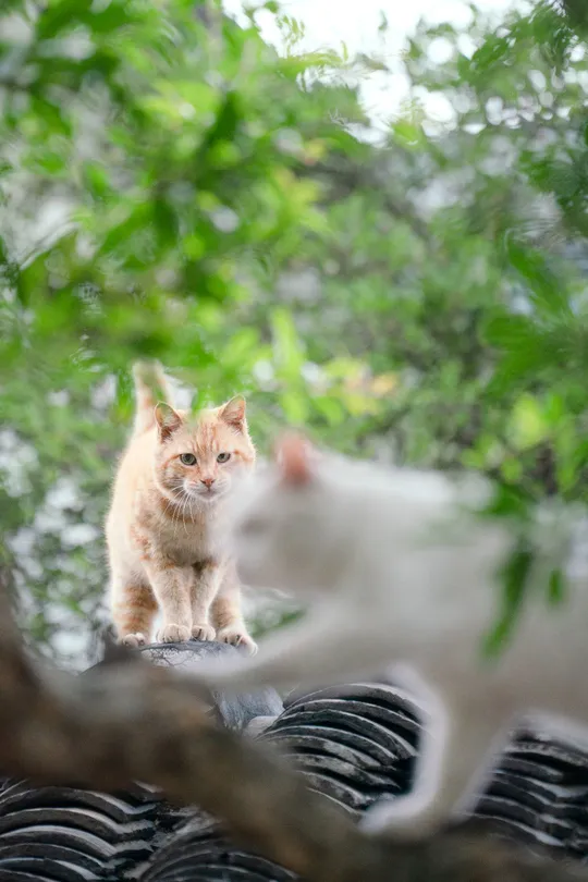 几只白色的小猫坐在屋顶上 背景中有树木。