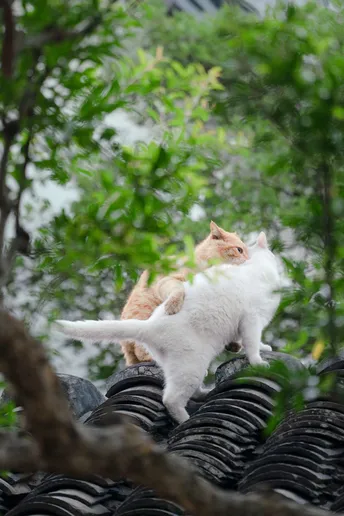 一只橙色和白色的猫坐在屋顶的顶部
