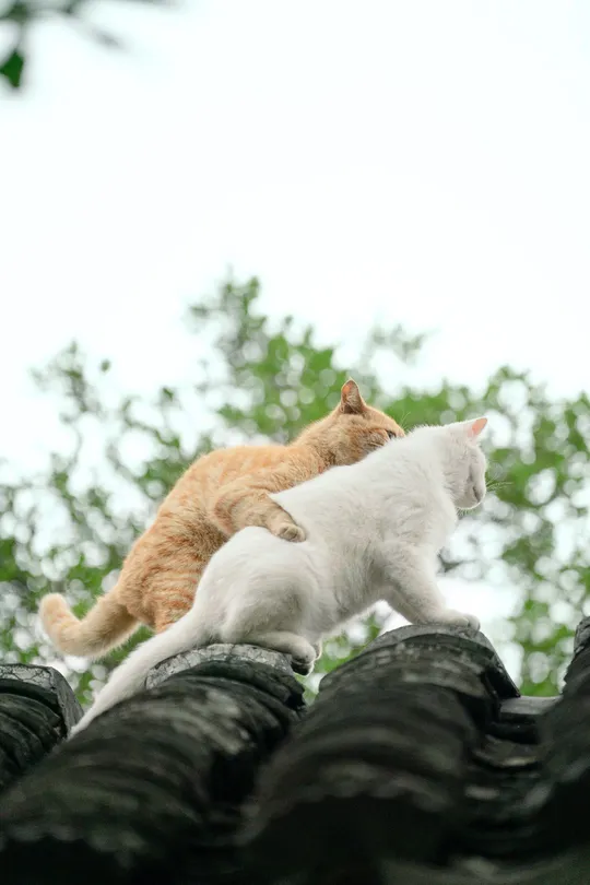 屋顶上坐着一对橙色的小猫