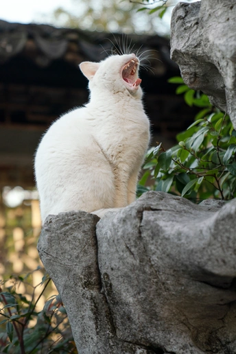 一只坐在岩石上的白色猫 张着嘴