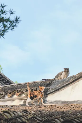 一只猫坐在建筑物的屋顶上